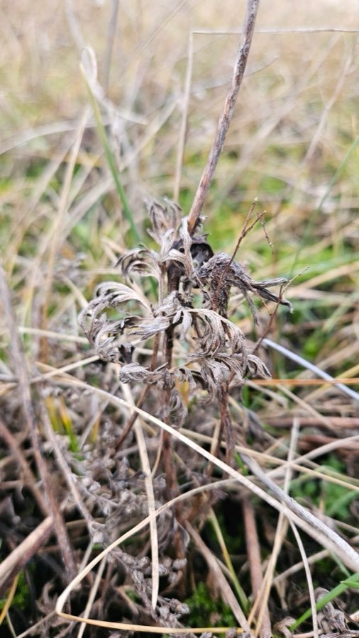 Wiesenküchenschelle