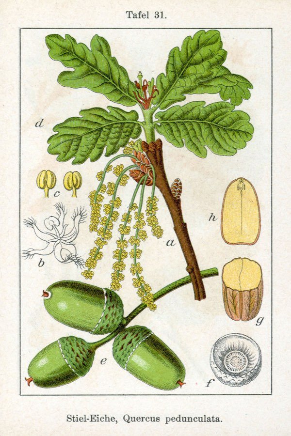 Stieleiche