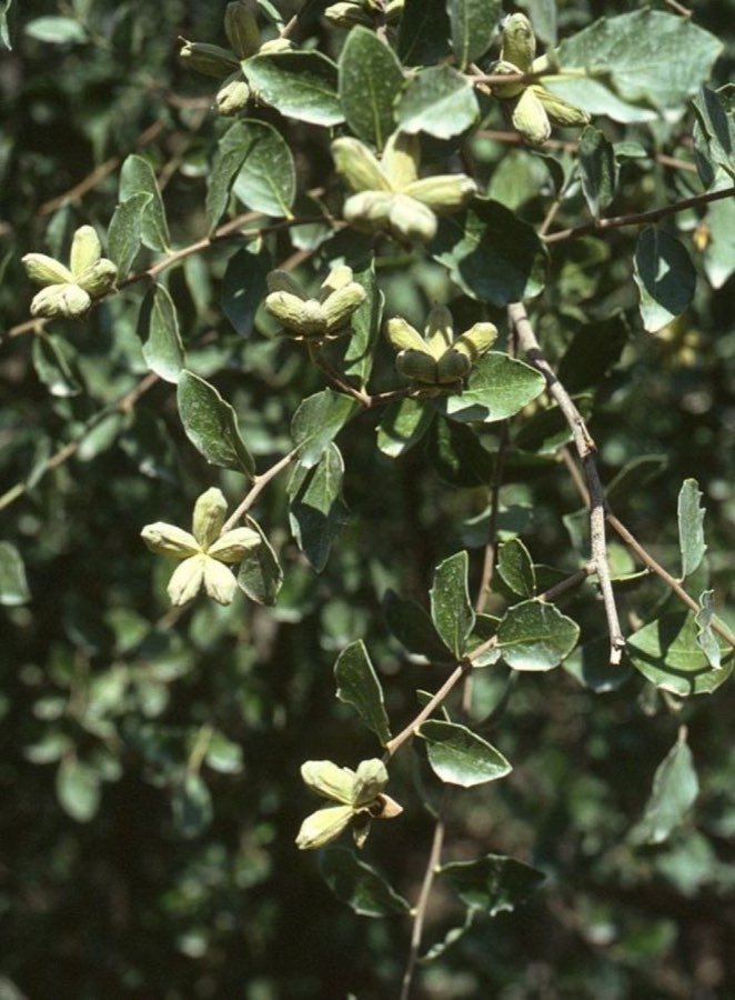 Seifenrindenbaum