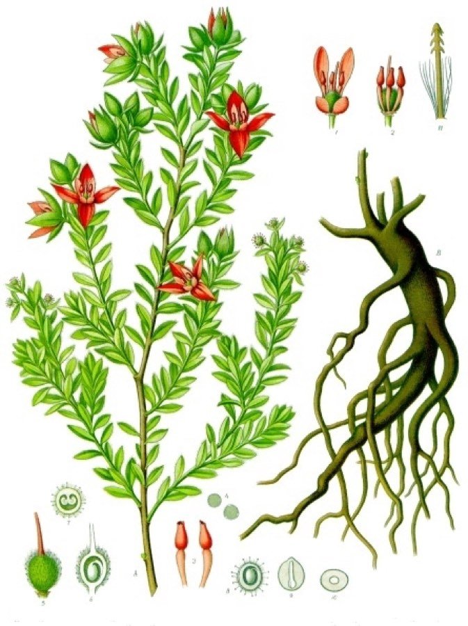 Ratanhia