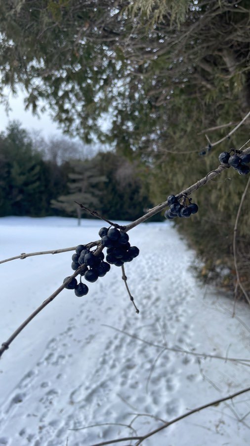Kreuzdorn