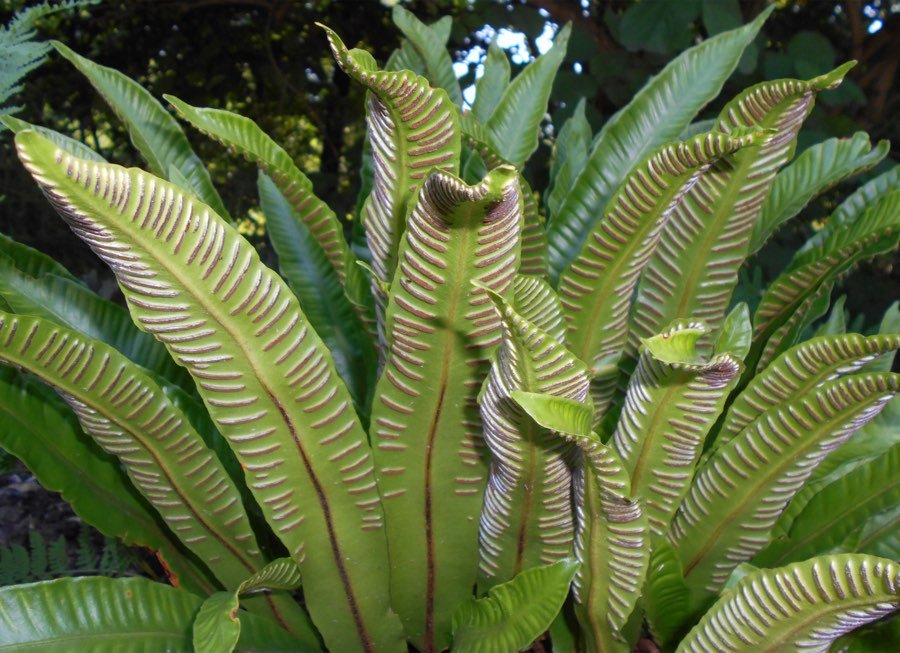 Scolopendrium