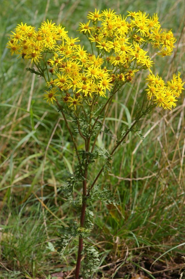 Senecio