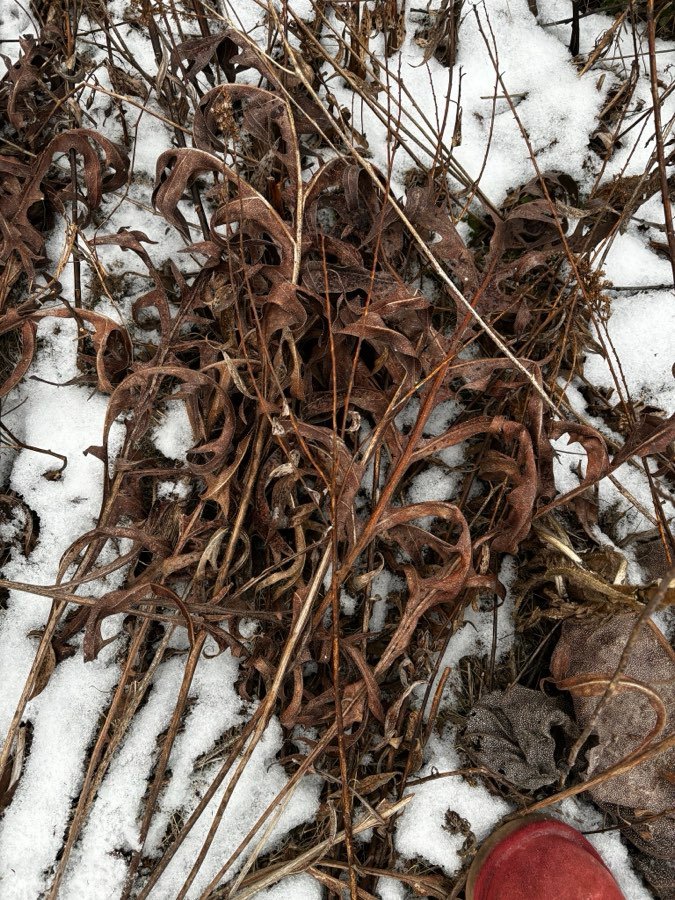 Silphium laciniatum