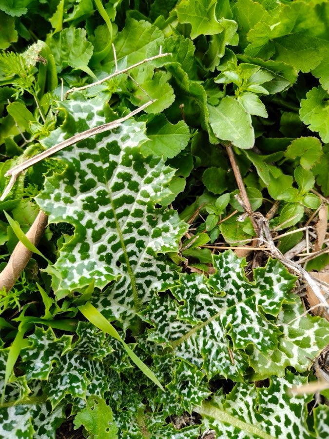 Mariendistel