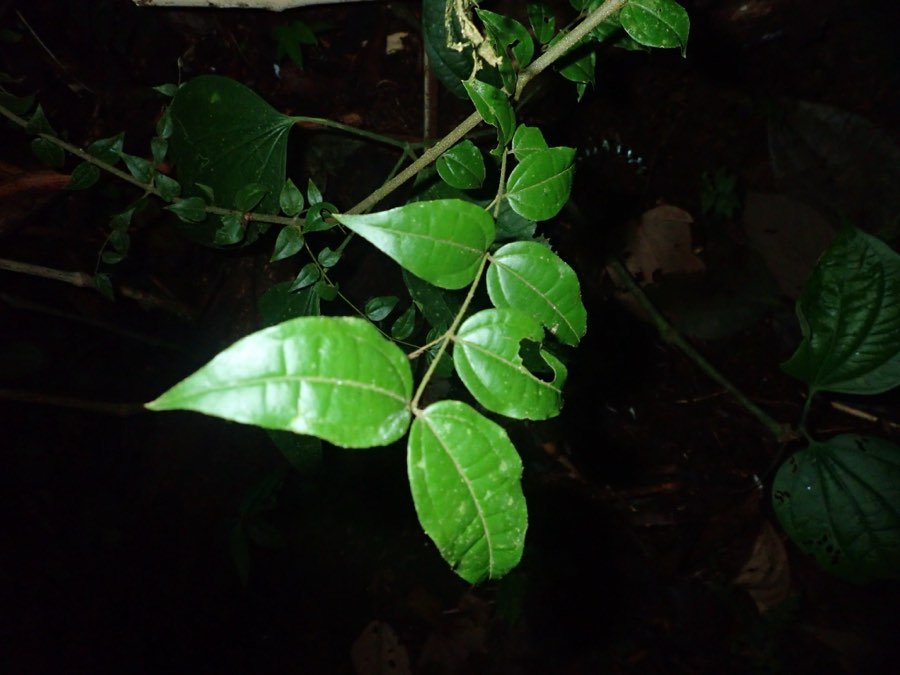 Curare