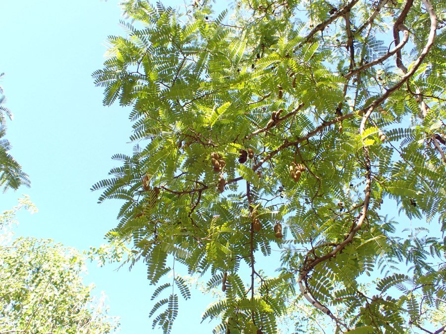Tamarindus
