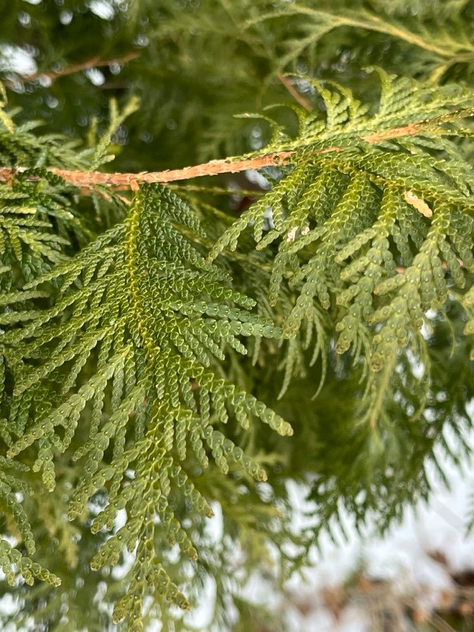 Lebensbaum