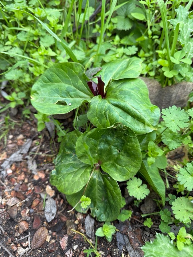 Waldlilie
