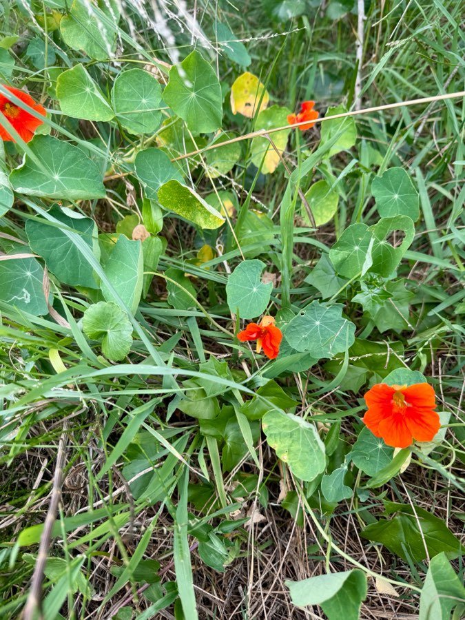Kapuzinerkresse