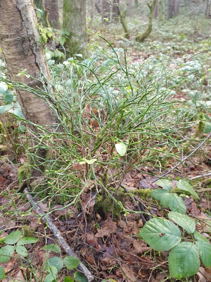 Heidelbeere