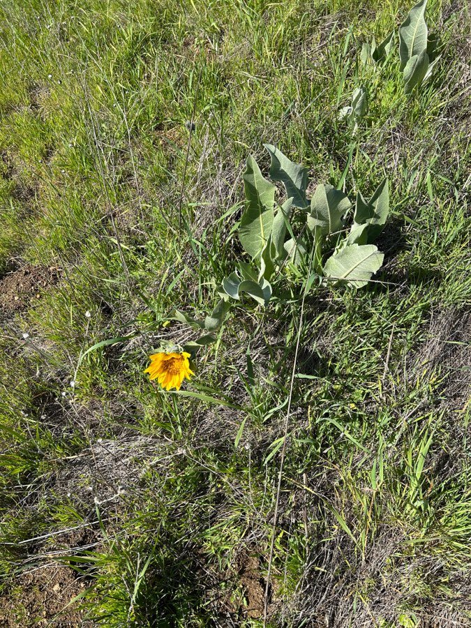 Wyethia helenioides