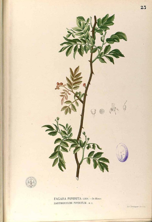 Xanthoxylum