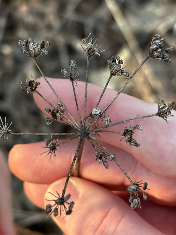 Zizia aurea